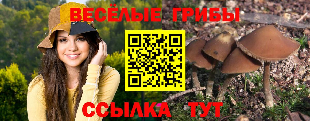 Миасс  Псилоцибиновые грибы GOLDEN TEACHER  Галлюциногенные грибы Cubensis  Вход с VPN 